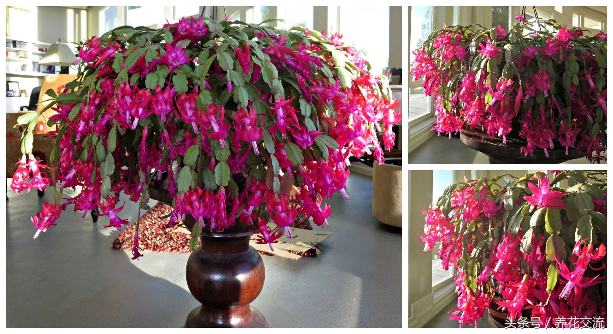 蟹爪兰养护条件和方法,蟹爪兰养护技巧和注意事项