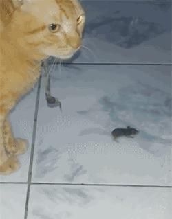 野生黄鳝会咬人吗,黄鳝怎么抓不咬人