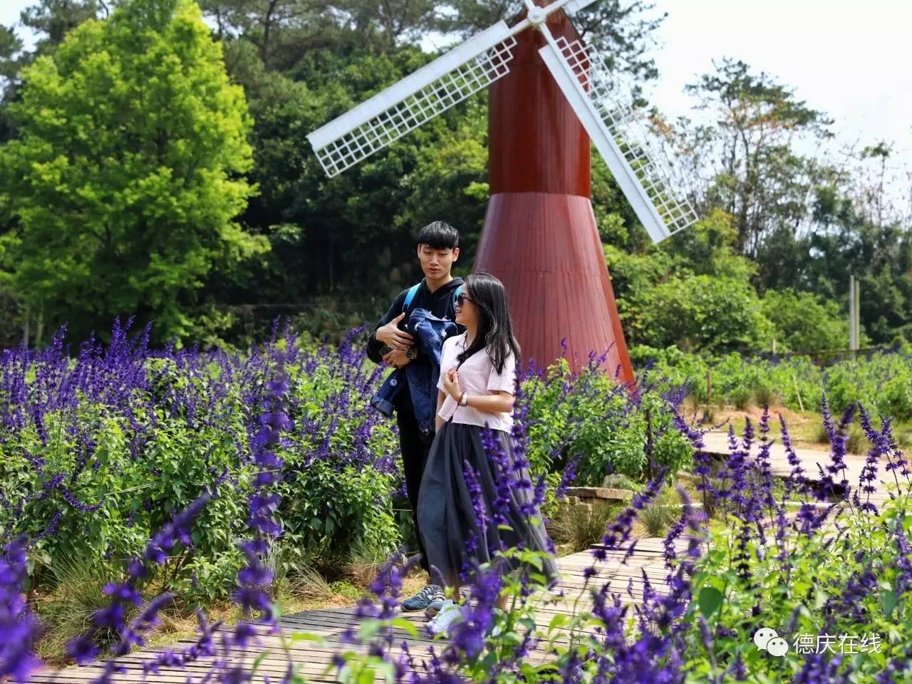 不用去罗平也可以看油菜花,不用去日本也能看的樱花海