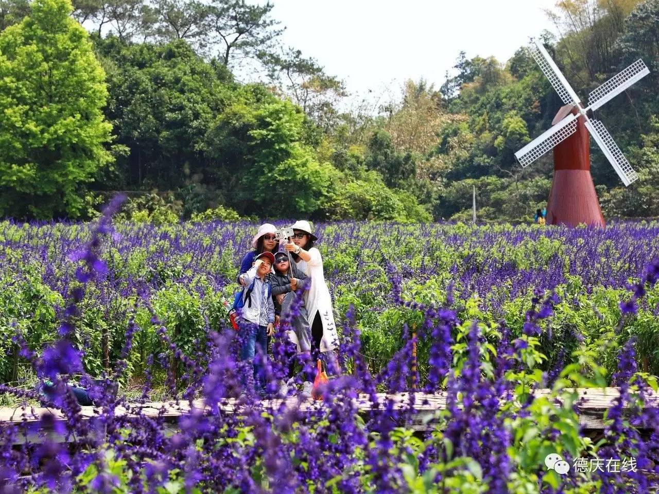 不用去罗平也可以看油菜花,不用去日本也能看的樱花海