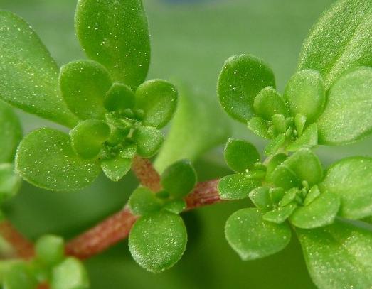 一杯茶叶水的功效与作用,茶叶水的功能