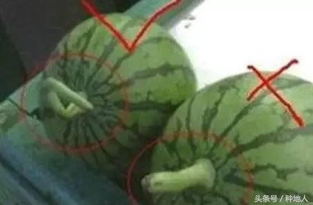 瓜农如何辨别西瓜是否成熟,如何看西瓜生瓜