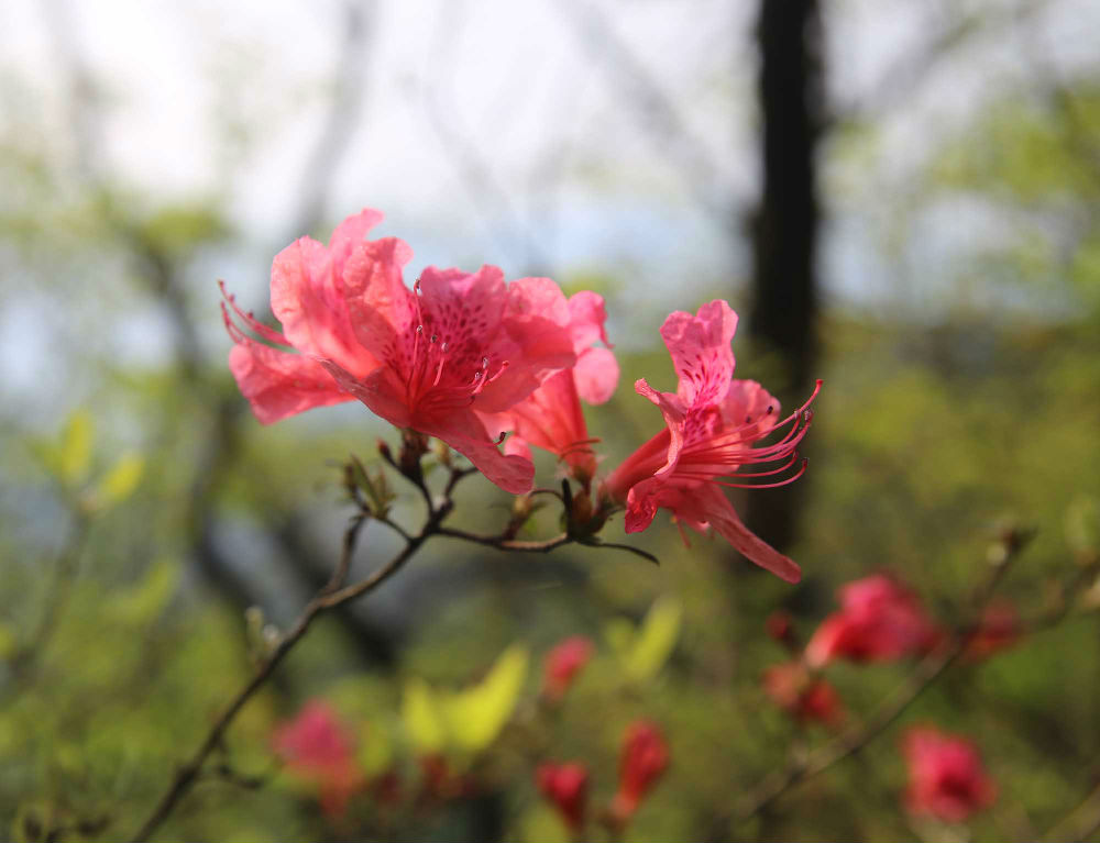 山东领秀户外：千里挺进大别山，众雄傲视天堂寨