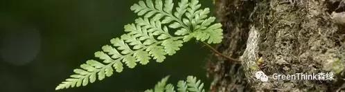 狼尾蕨造景方法,狼尾蕨的森林造景