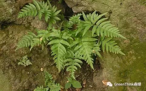 狼尾蕨造景方法,狼尾蕨的森林造景