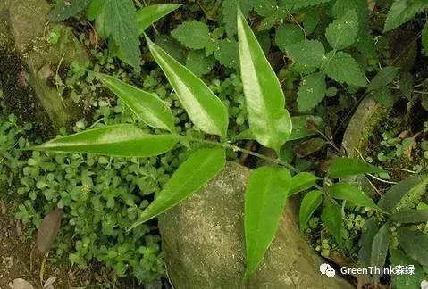 狼尾蕨造景方法,狼尾蕨的森林造景