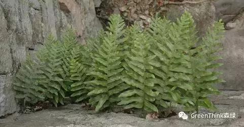 狼尾蕨造景方法,狼尾蕨的森林造景