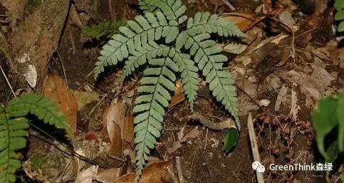 狼尾蕨造景方法,狼尾蕨的森林造景
