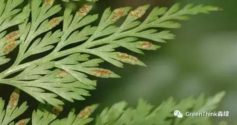 狼尾蕨造景方法,狼尾蕨的森林造景