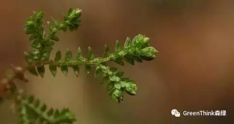 狼尾蕨造景方法,狼尾蕨的森林造景