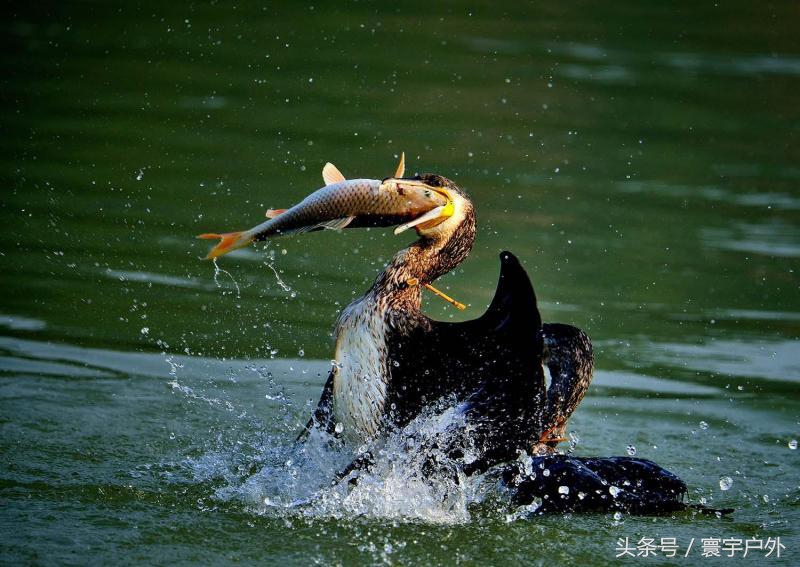 靠着千年传承的鸬鹚捕鱼,他们登上了央视的大屏幕!(附视频)