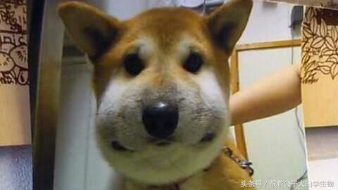 被蜜蜂蜇了的狗狗,被蜜蜂蜇的狗狗情头