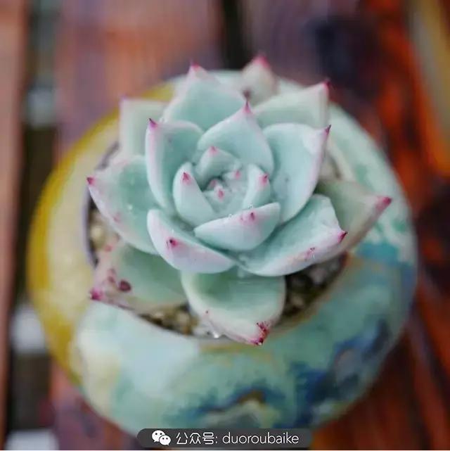 娇艳欲滴的多肉植物,春雨中多肉图片大全
