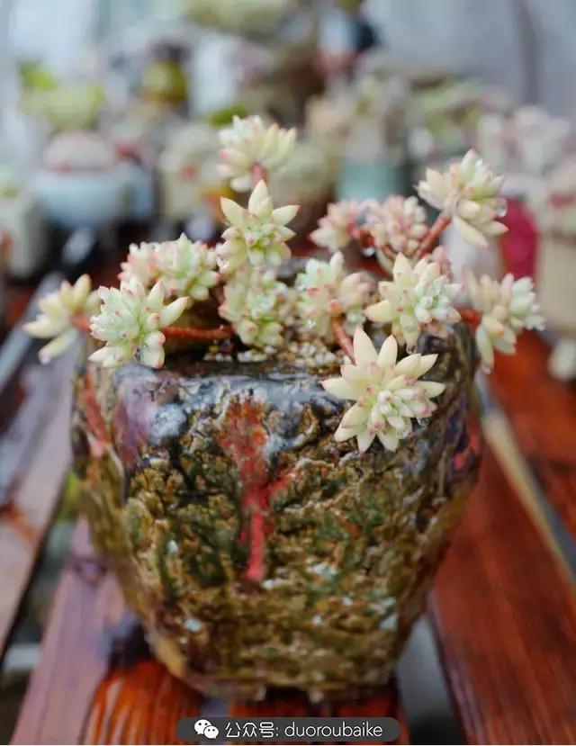 娇艳欲滴的多肉植物,春雨中多肉图片大全