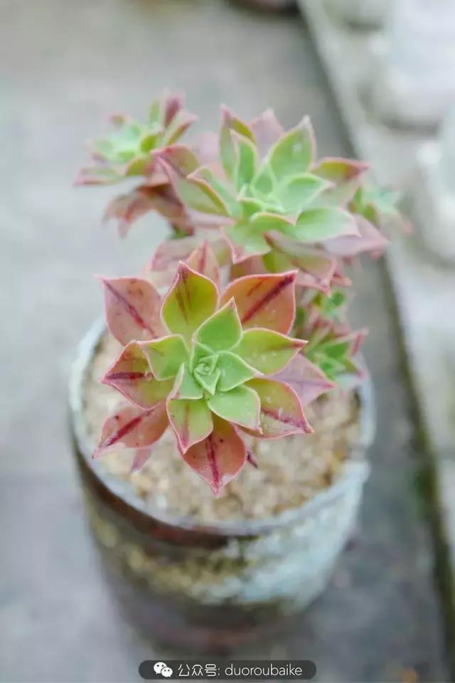 娇艳欲滴的多肉植物,春雨中多肉图片大全