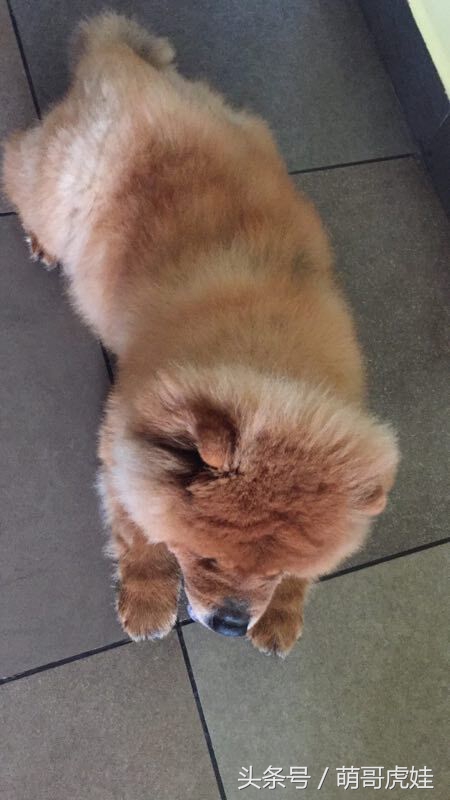 没有常识的家政阿姨竟然给汪星人吃海带,只因怕浪费害苦了宝宝