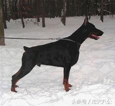 德系杜宾标准身高体长多少,德系杜宾标准图解