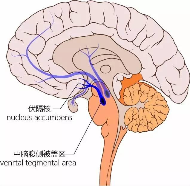 以前染上毒怎么戒,染上毒到底能戒掉吗
