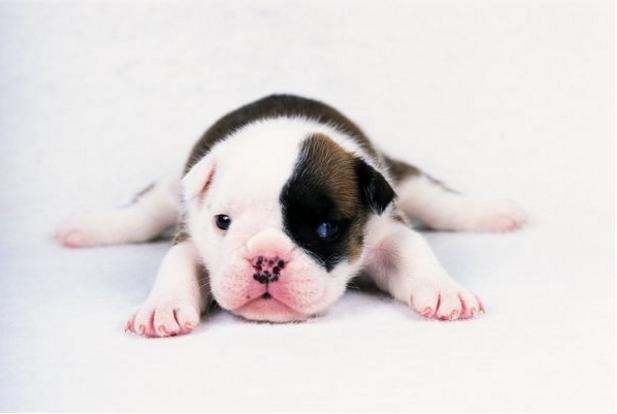 2024年1982狗人全年运势,2024属狗1970人全年运势