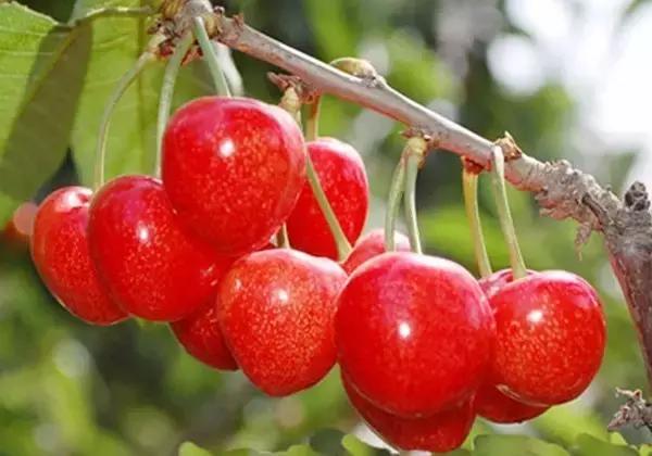 樱桃品种大全一览表,2021年十大樱桃品种排名前十名