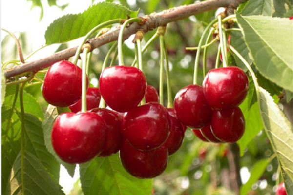 樱桃品种大全一览表,2021年十大樱桃品种排名前十名