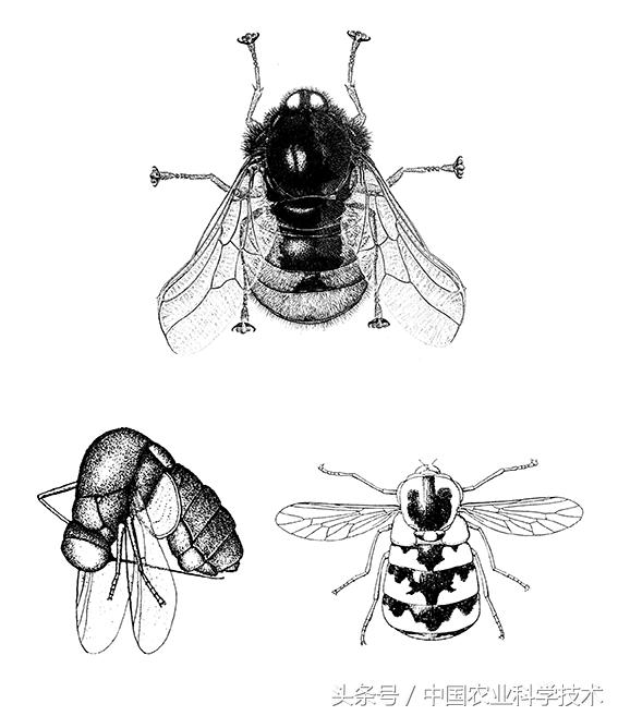 《中国剑虻(méng)科、窗虻科和小头虻科志》问世!