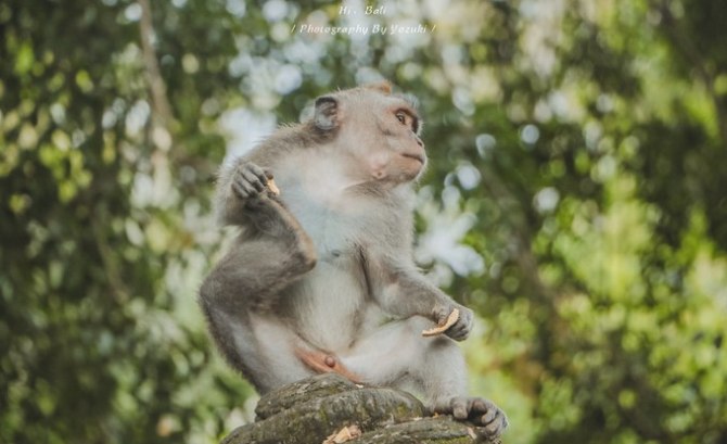 巴厘岛自由行5日游,巴厘岛天堂之旅