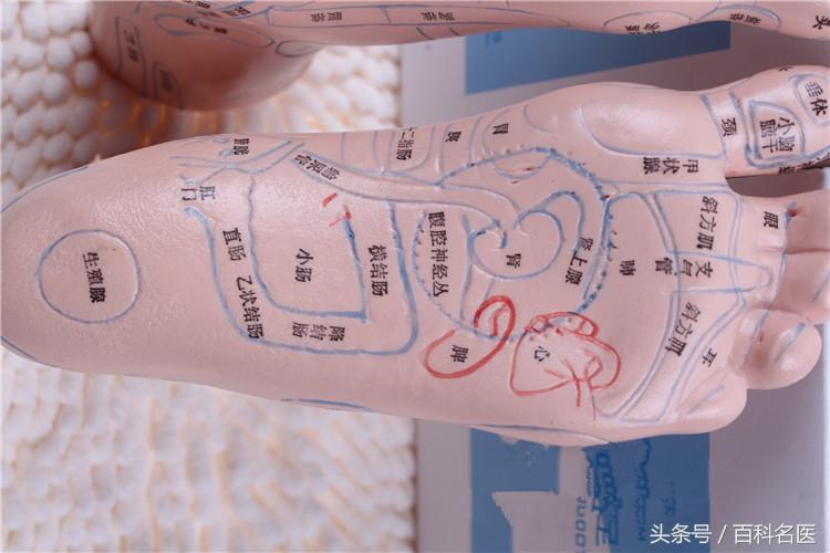 足底哪个穴位与心肺有关,脚是人体的第二器官