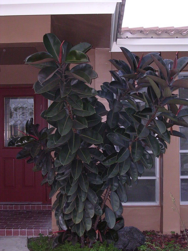 黑金刚橡皮树叶子有油,黑金刚橡皮树如何让叶子油亮