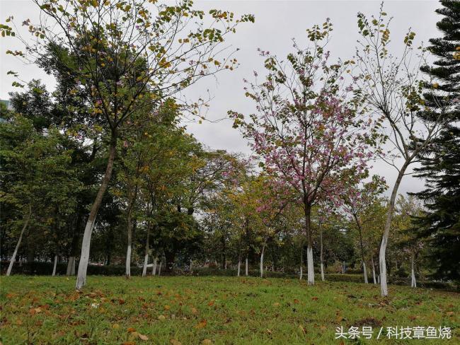 荣耀v9对比荣耀9拍照效果,荣耀v9拍人像效果