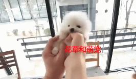 博美狗狗太活跃摸它就咬,小博美对狗狗不友好