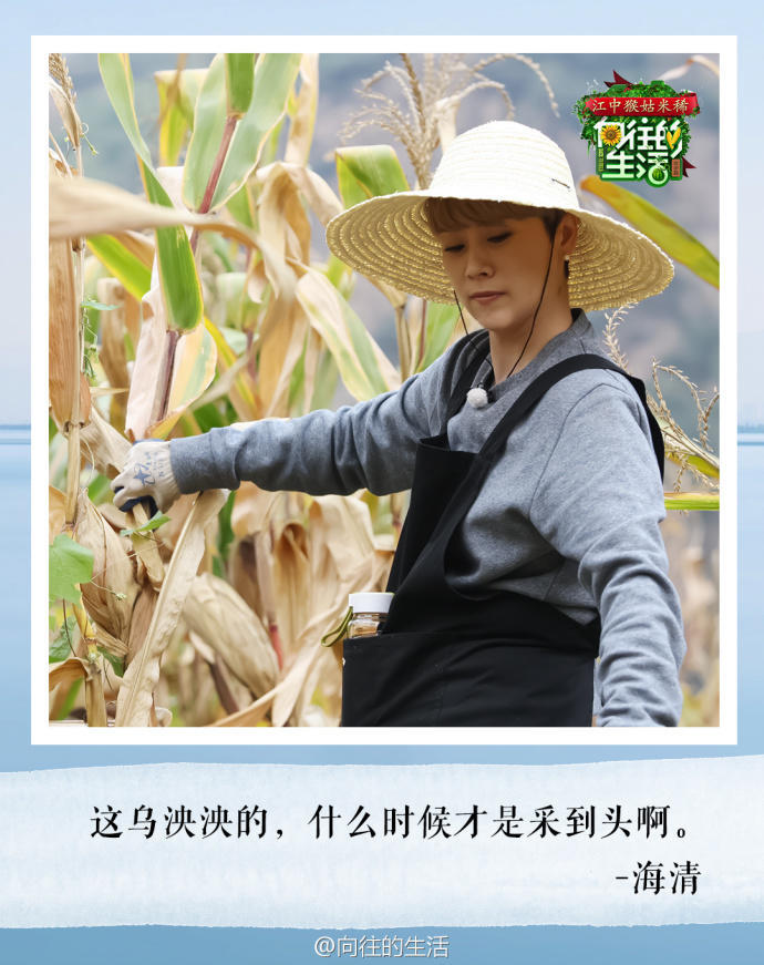 向往的生活我们来了,向往的生活我们来了图片