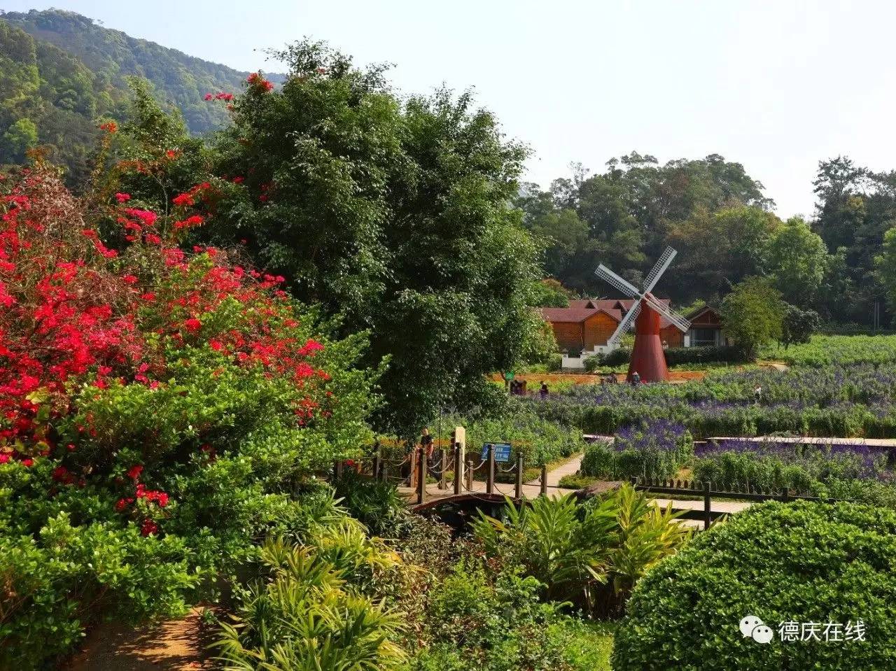 不用去罗平也可以看油菜花,不用去日本也能看的樱花海