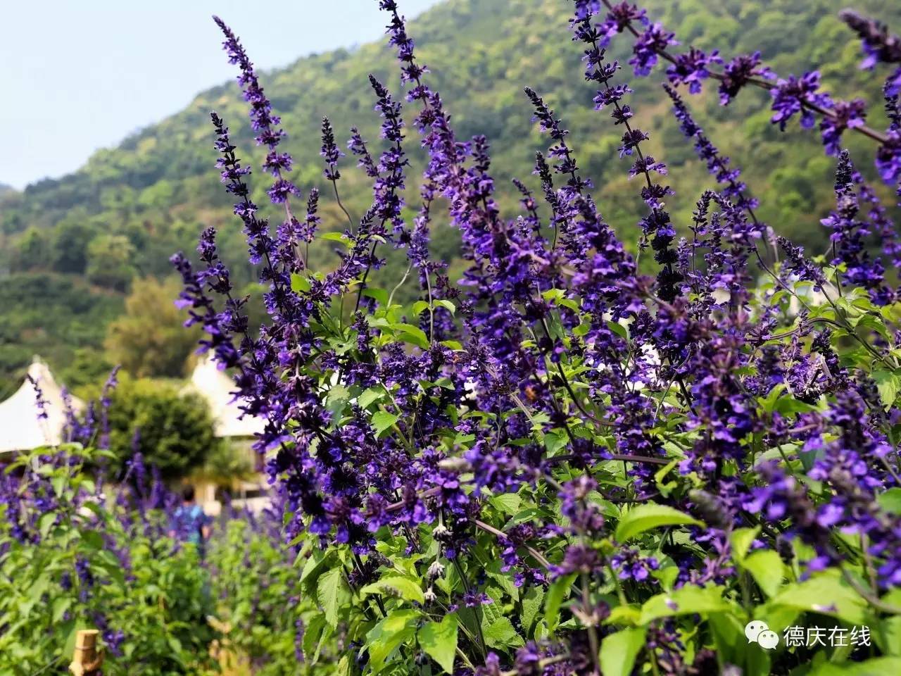 不用去罗平也可以看油菜花,不用去日本也能看的樱花海