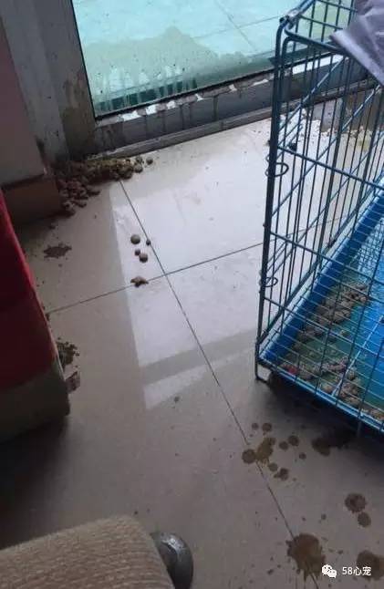 新手养狗把狗养死了好吗,第一次养狗把狗狗养死了