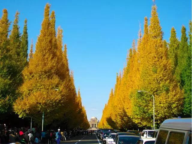 东京旅游一定要去的10个地方,去东京旅游有什么好玩的地方