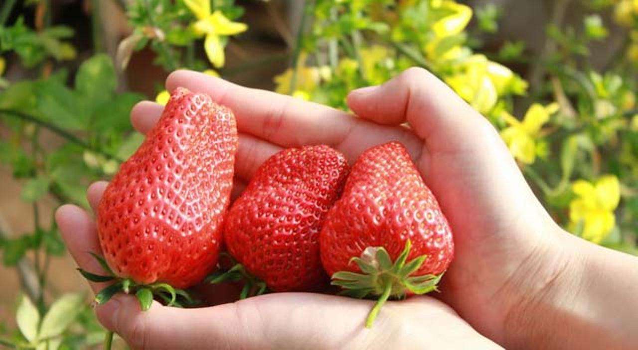 特色农业创业好项目推荐,休闲农业创业新思路有哪些内容