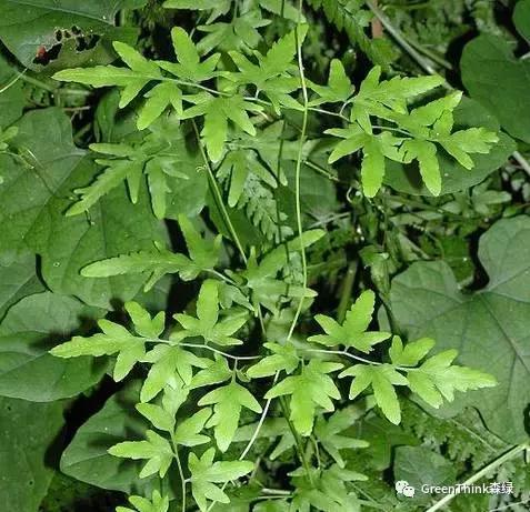 狼尾蕨造景方法,狼尾蕨的森林造景