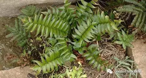 狼尾蕨造景方法,狼尾蕨的森林造景