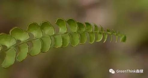 狼尾蕨造景方法,狼尾蕨的森林造景
