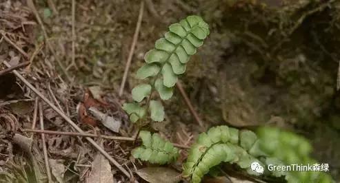 狼尾蕨造景方法,狼尾蕨的森林造景