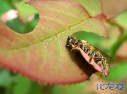 关于养花的“十大问题”,养花过程遇到的问题怎么解决