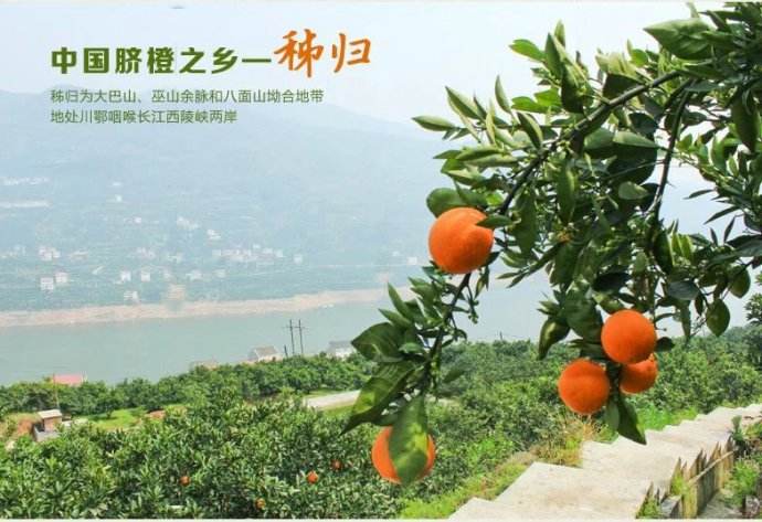 果农心声:透露大器晚成“伦晚”价格真相!