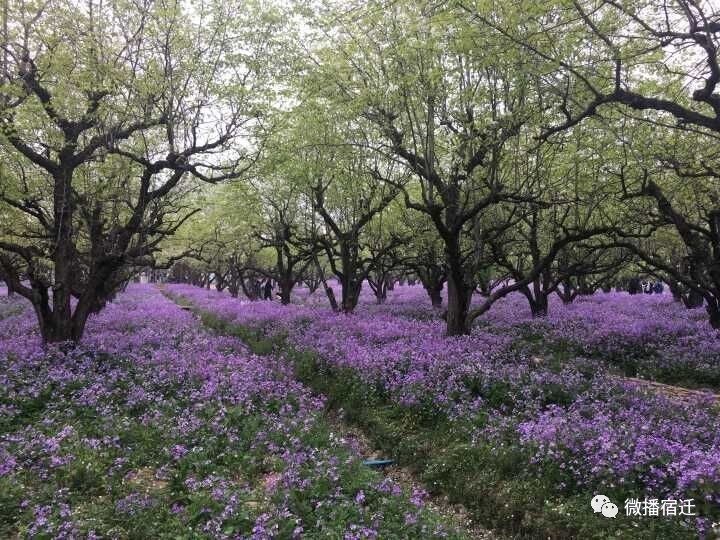 宿迁在宿迁人眼中,宿迁到底有多好