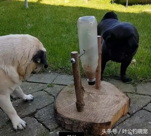 巴哥犬自己做狗粮,自制宠物喂狗神器