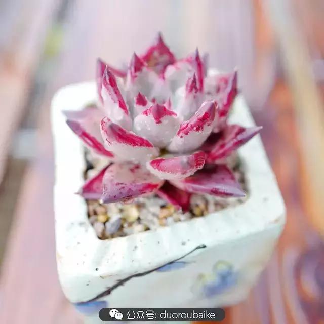 娇艳欲滴的多肉植物,春雨中多肉图片大全