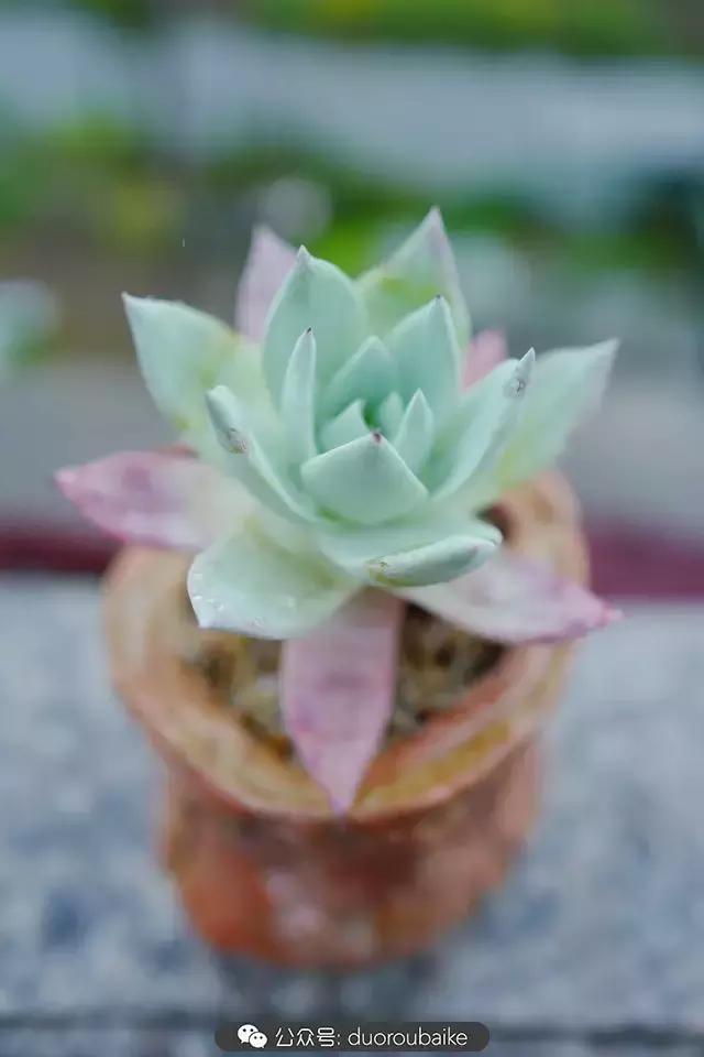 娇艳欲滴的多肉植物,春雨中多肉图片大全