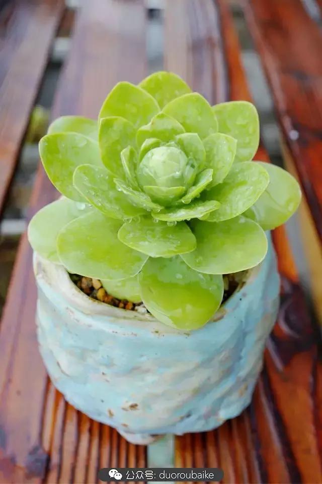 娇艳欲滴的多肉植物,春雨中多肉图片大全
