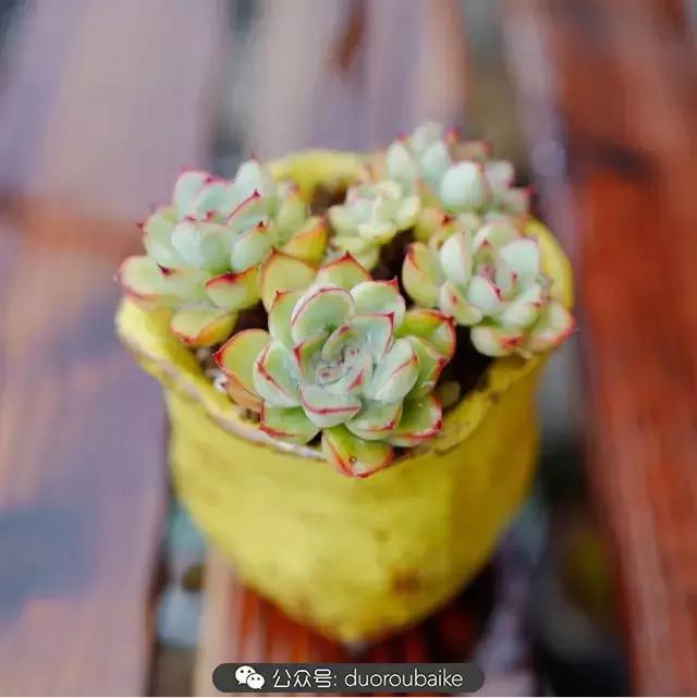 娇艳欲滴的多肉植物,春雨中多肉图片大全