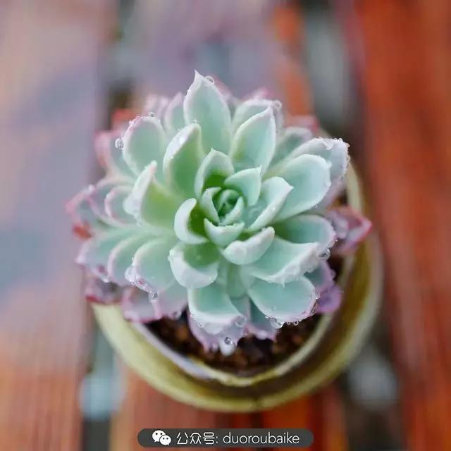 娇艳欲滴的多肉植物,春雨中多肉图片大全